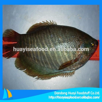 Chinese seafood supplier export frozen flounder fish with competitive price